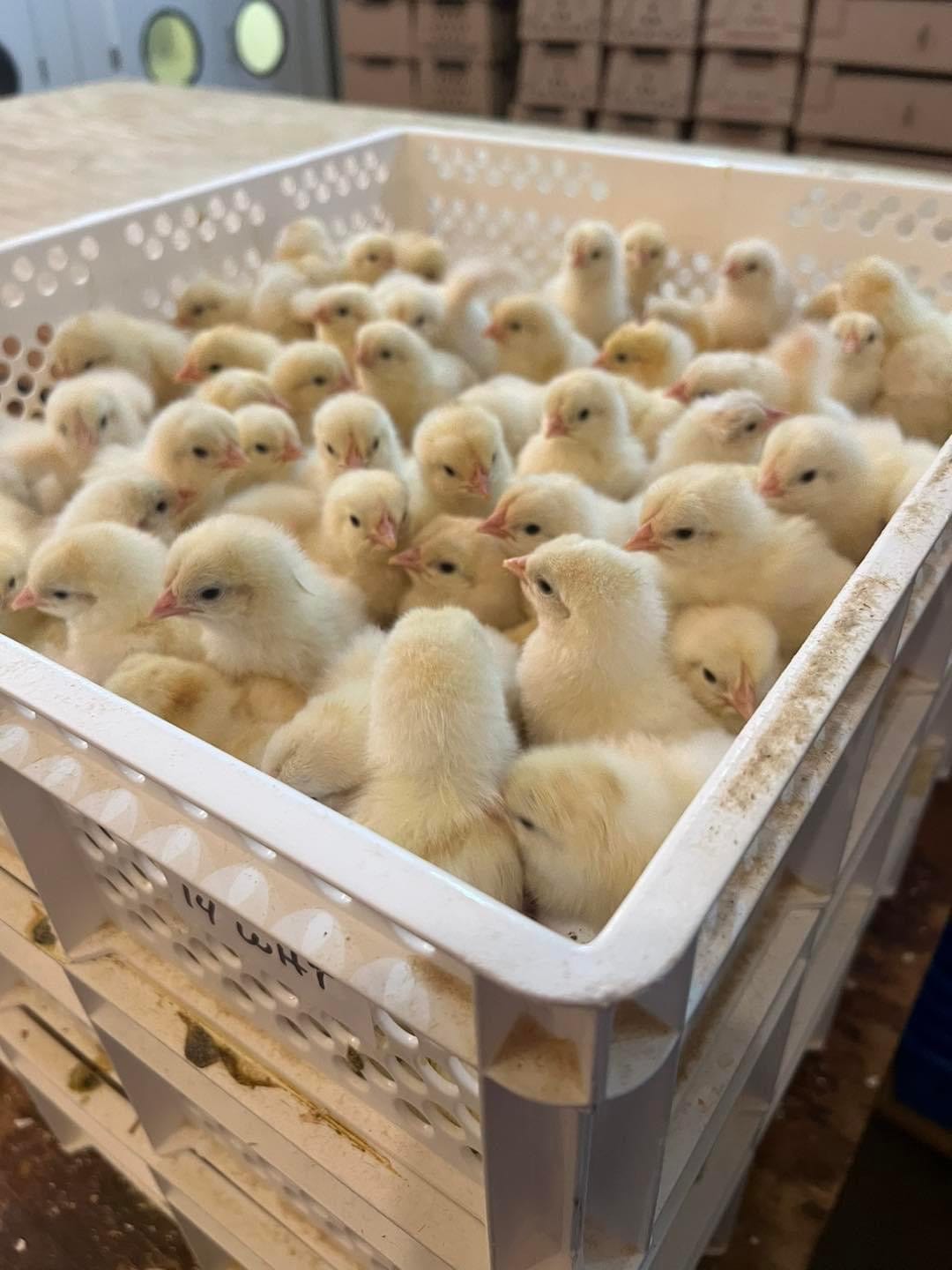Surehatch SH2000 Egg Incubator and Hatcher Combo 2000