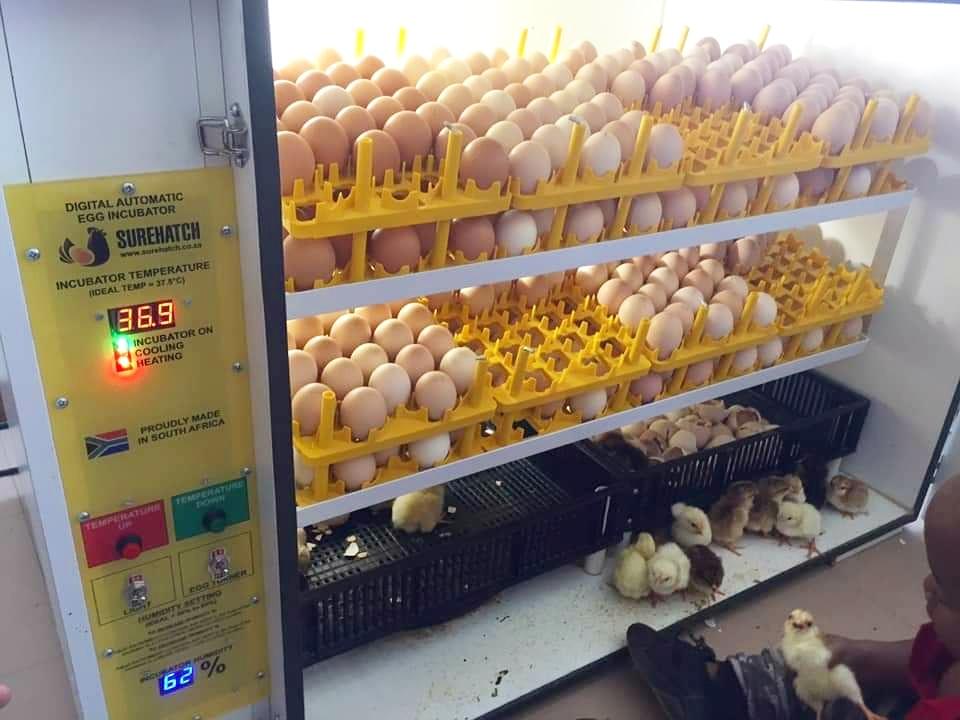 Surehatch SH680 Automatic Digital Egg Incubator and Hatcher for 680 eggs