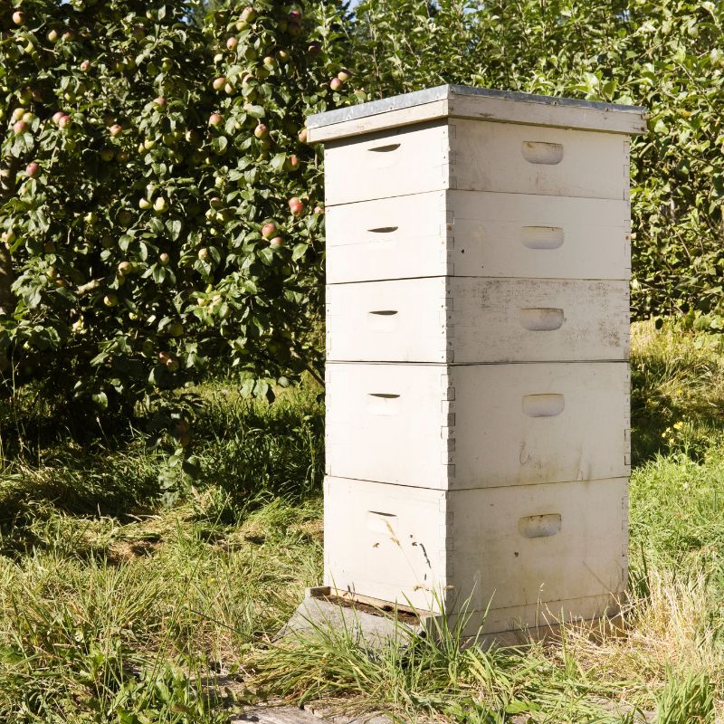 Harvest and Hive Beehives