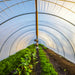 Bootstrap Farmer Cat Tunnel With Overhead Irrigation