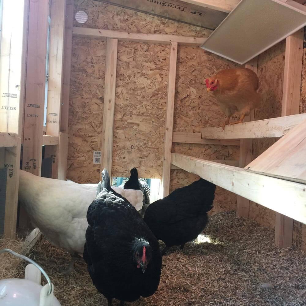 OverEZ Chicken Coop Medium - Up to 10 Chickens