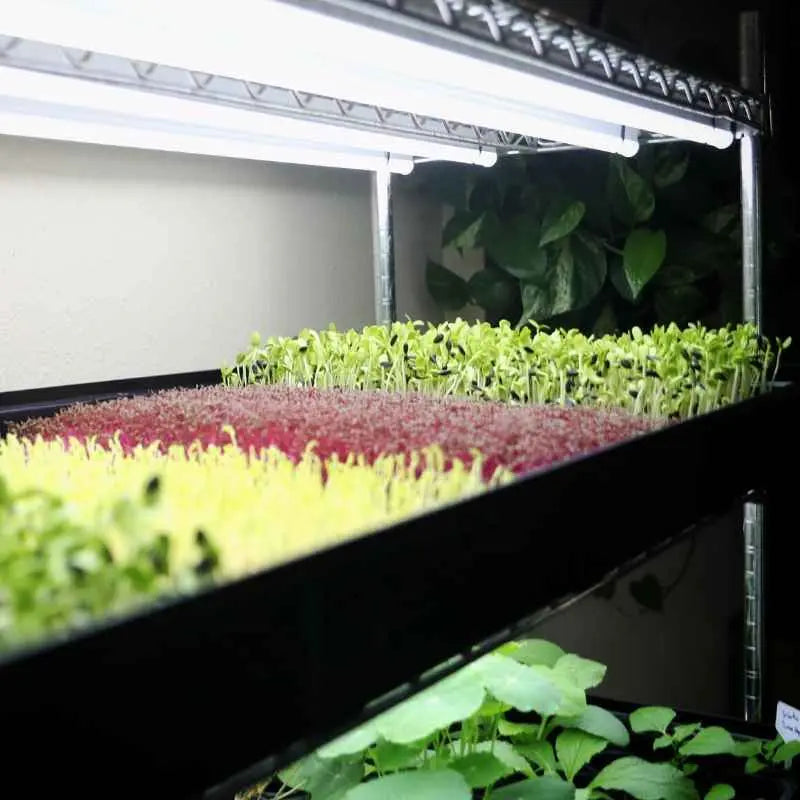 Bootstrap Farmer Grow Rack - Automated Vertical Propagation