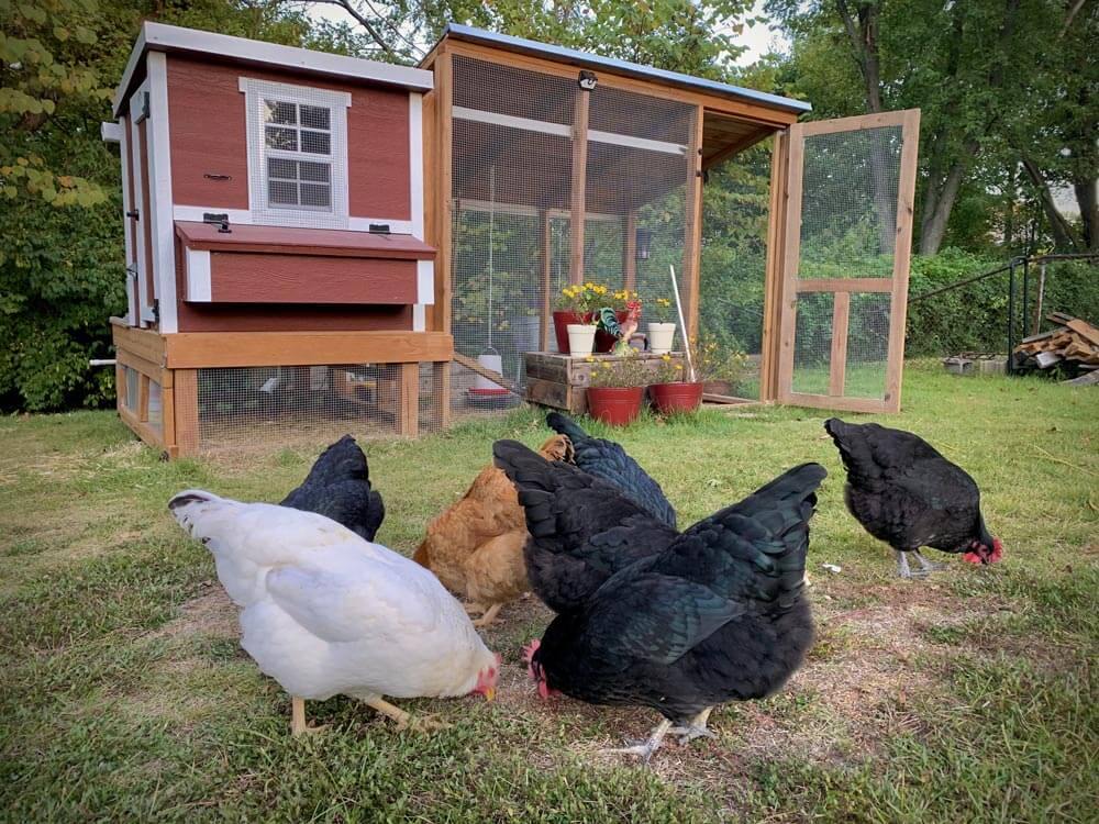 OverEZ Chicken Coop Medium - Up to 10 Chickens
