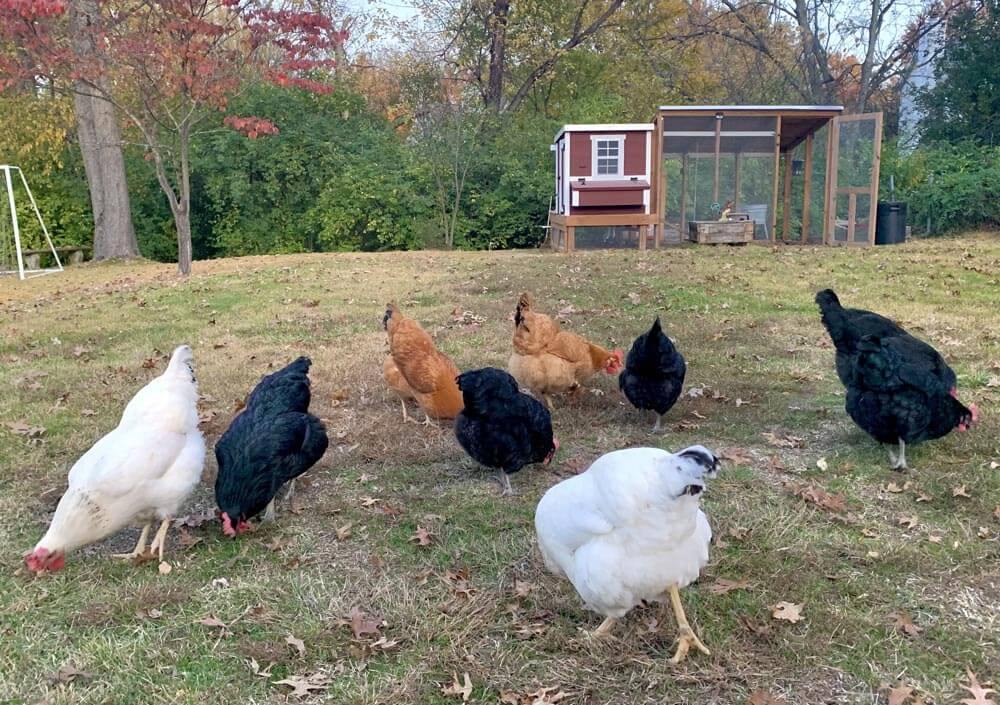 OverEZ Chicken Coop Medium - Up to 10 Chickens