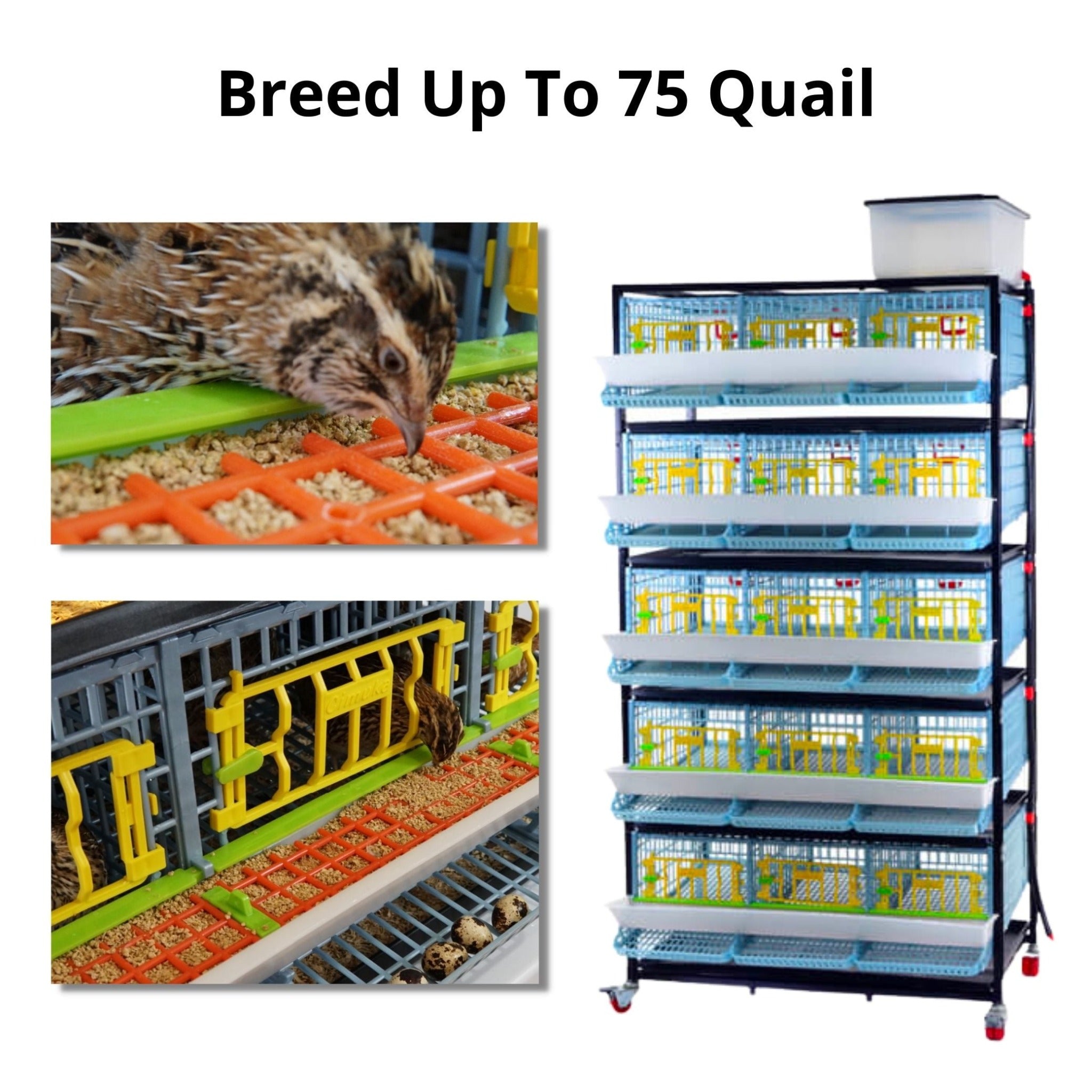 Hatching Time Quail Professional Kit