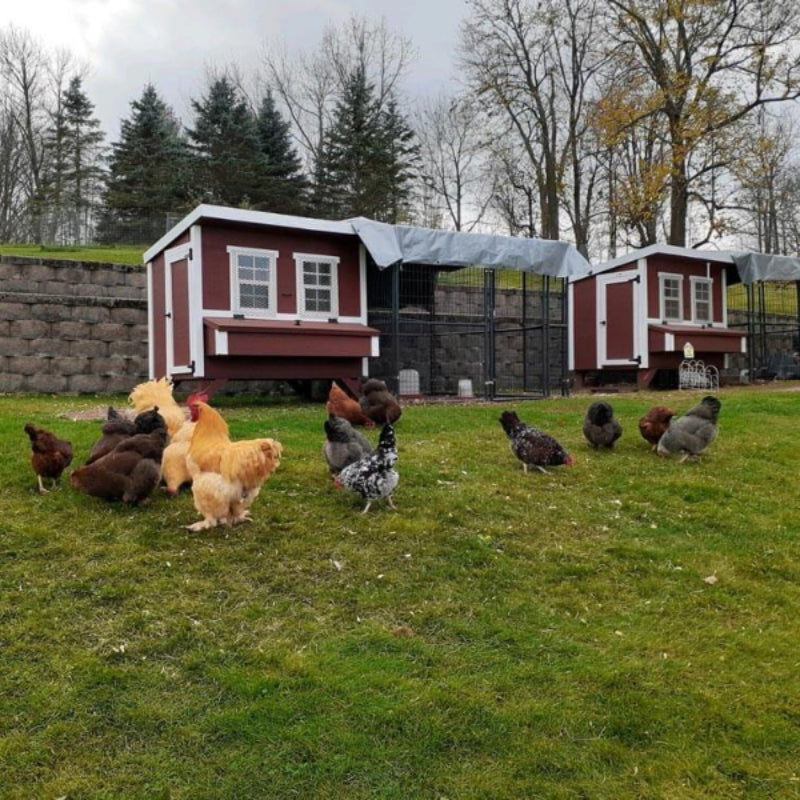 OverEZ 46OEZCKCP Large Chicken Coop